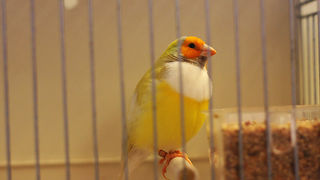 Ornitološko prvenstvo Hrvatske u hotelu Zadar (foto:Saša Čuka)