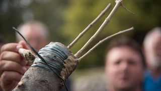 U Vrtovima lunjskih maslina održana 12. Lunjska maslinada. Foto: Vinko Pešić
