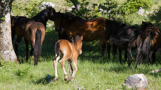 Velebitski divlji konji, Foto: Leo Banić