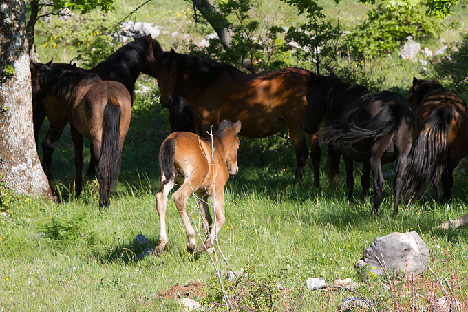 Velebitski divlji konji, Foto: Leo Banić