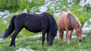 Velebitski divlji konji, Foto: Leo Banić