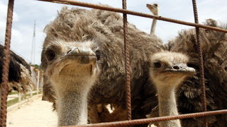 Zadar, 270510.
Prijatelji zivotinja se pobunili protiv improviziranog ZOO-a u Obrovcu. Vlasnik restorana Anita Milan Anic uz janjetinu s raznja u svojoj ponudi drzi i egzoticne zivotinje, majmune, klokane, nojeve, rode, rakune.
Foto: Jure Miskovic / CROPI Zadar, 270510.
Prijatelji zivotinja se pobunili protiv improviziranog ZOO-a u Obrovcu. Vlasnik restorana Anita Milan Anic uz janjetinu s raznja u svojoj ponudi drzi i egzoticne zivotinje, majmune, klokane, nojeve, rode, rakune.
Foto: Jure Miskovic / CROPI