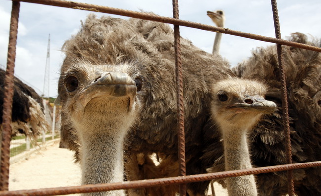 Zadar, 270510.
Prijatelji zivotinja se pobunili protiv improviziranog ZOO-a u Obrovcu. Vlasnik restorana Anita Milan Anic uz janjetinu s raznja u svojoj ponudi drzi i egzoticne zivotinje, majmune, klokane, nojeve, rode, rakune.
Foto: Jure Miskovic / CROPI Zadar, 270510.
Prijatelji zivotinja se pobunili protiv improviziranog ZOO-a u Obrovcu. Vlasnik restorana Anita Milan Anic uz janjetinu s raznja u svojoj ponudi drzi i egzoticne zivotinje, majmune, klokane, nojeve, rode, rakune.
Foto: Jure Miskovic / CROPI