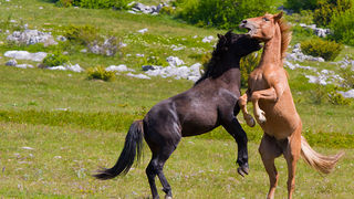 Divlji konji Velebita, foto: Leo Banic