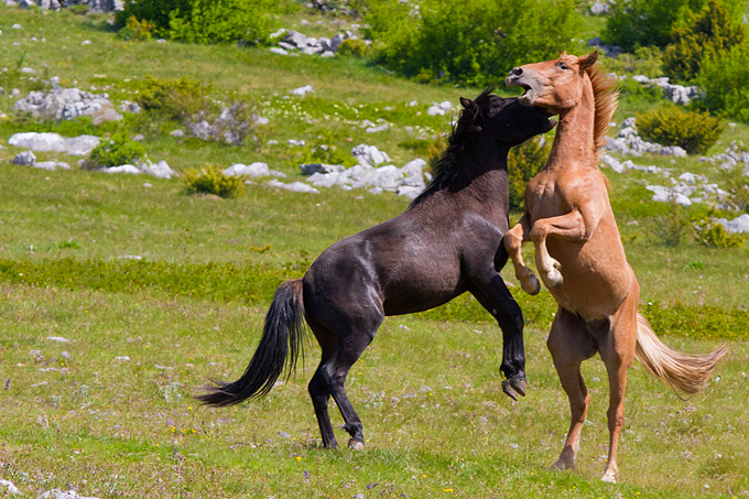Divlji konji Velebita, foto: Leo Banic