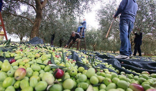 U berbi maslina, Foto: Leo Banić