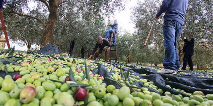 U berbi maslina, Foto: Leo Banić U berbi maslina, Foto: Leo Banić