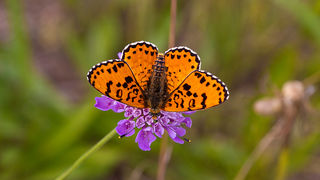 Cvijeće, bube, pauk, foto: Leo Banić