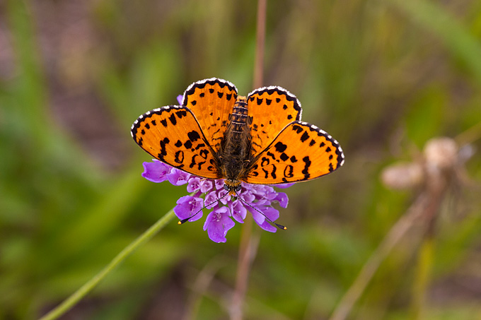 Cvijeće, bube, pauk, foto: Leo Banić