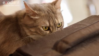 Đir po gradu, subotnja špica 6. srpnja 2019. Đir po gradu, subotnja špica 6. srpnja 2019.