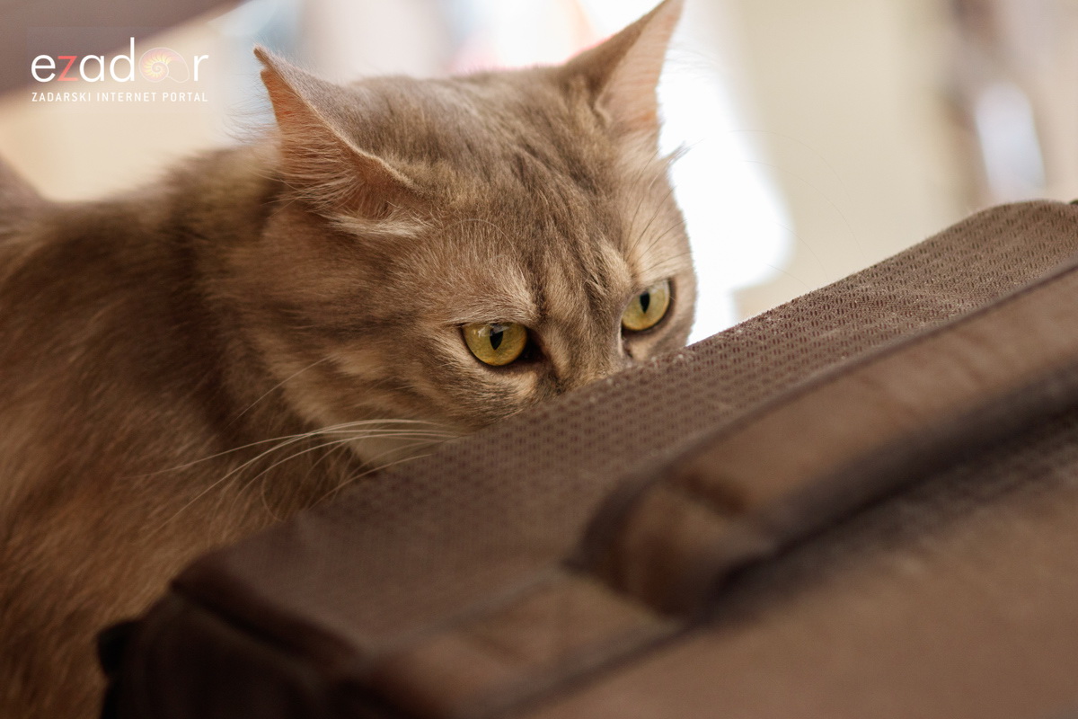 Đir po gradu, subotnja špica 6. srpnja 2019. Đir po gradu, subotnja špica 6. srpnja 2019.