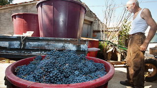 Priča o vinu: Od trsa do bačve, Foto: Leo Banić