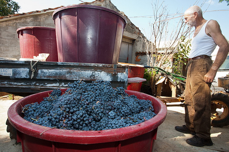 Priča o vinu: Od trsa do bačve, Foto: Leo Banić