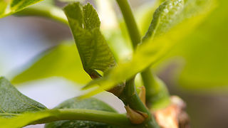 Priroda, cvijece, livada, sparoge, foto: Leo Banic