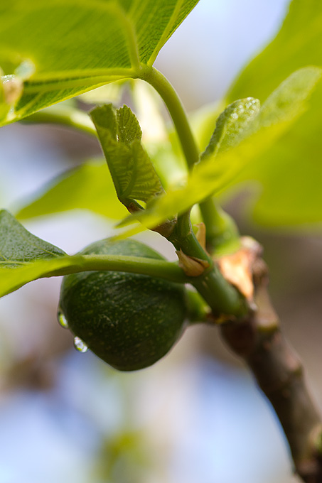 Priroda, cvijece, livada, sparoge, foto: Leo Banic