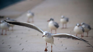 Galebov let (foto:Saša Čuka)