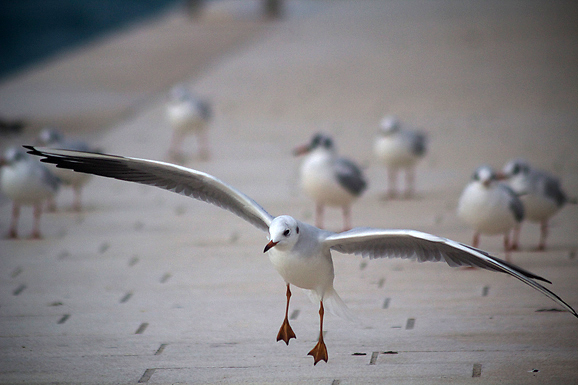 Galebov let (foto:Saša Čuka)