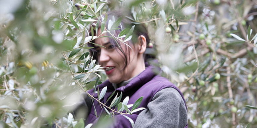 U berbi maslina, Foto: Leo Banić U berbi maslina, Foto: Leo Banić