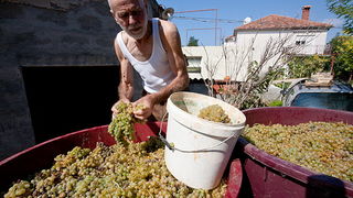 Priča o vinu: Od trsa do bačve, Foto: Leo Banić