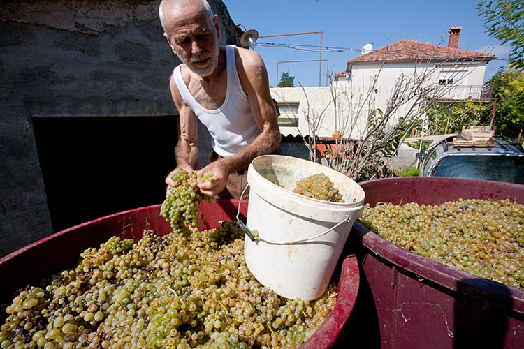 Priča o vinu: Od trsa do bačve, Foto: Leo Banić