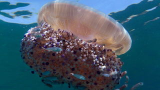 Pula, 020910.
U uvali Zelenika snimljena je meduza koja ima promjer klobuka oko 35 cm. Vjerojatno se radi o mediteranskoj meduzi (Cotylorhiza tuberculata) koja je uobicajena na Mediteranu i Jadranskome moru i nije opasna. Zanimljivo je da je ova vrsta svo