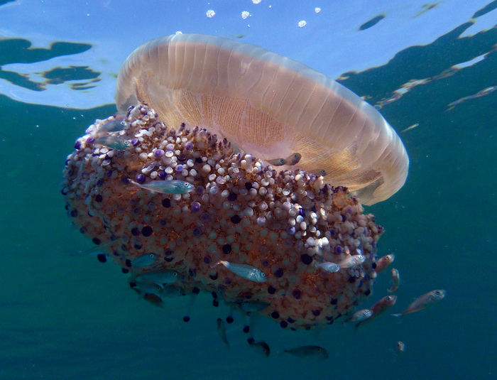 Pula, 020910.
U uvali Zelenika snimljena je meduza koja ima promjer klobuka oko 35 cm. Vjerojatno se radi o mediteranskoj meduzi (Cotylorhiza tuberculata) koja je uobicajena na Mediteranu i Jadranskome moru i nije opasna. Zanimljivo je da je ova vrsta svo