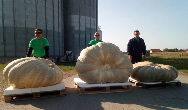 Tovarnik: Najveća bundeva u Hrvatskoj teži 660 kilograma