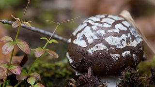 Lička jesen u znaku gljiva, Foto: Leo Banić