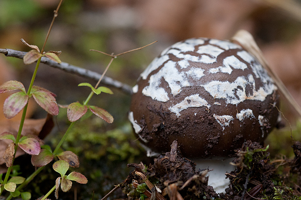 Lička jesen u znaku gljiva, Foto: Leo Banić