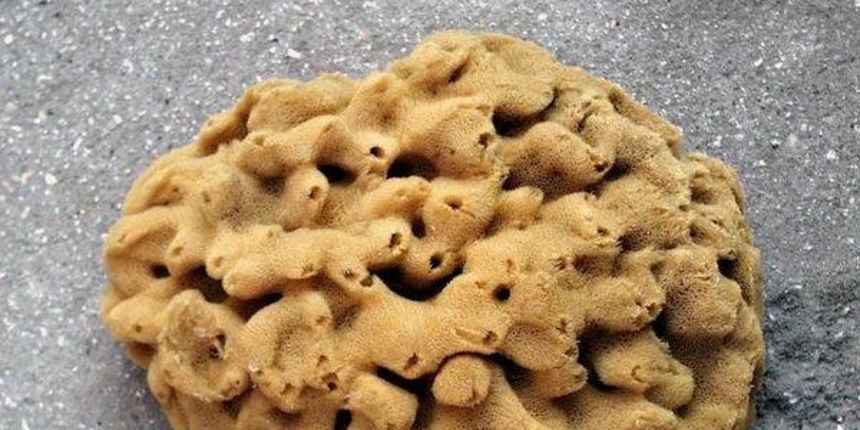 Morska spužva, foto: cudaprirode.com Morska spužva, foto: cudaprirode.com