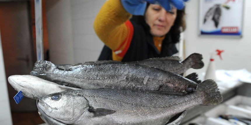 Zadar, 151210.
Na zadarskoj ribarnici odnedavno se na Cromarisovom standu moze kupiti i Kornatska Hama iz uzgoja. Rjec je o bjeloj ribi koja je odavno nestala iz sjevernog jadrana, stoga malo Zadrana osim onih starijih zna o kojoj je vrsti ribe rijec.
Fot Zadar, 151210.
Na zadarskoj ribarnici odnedavno se na Cromarisovom standu moze kupiti i Kornatska Hama iz uzgoja. Rjec je o bjeloj ribi koja je odavno nestala iz sjevernog jadrana, stoga malo Zadrana osim onih starijih zna o kojoj je vrsti ribe rijec.
Fot