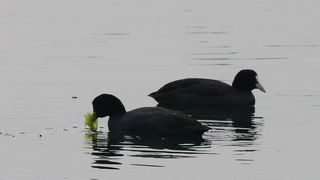 Liske u uvali Bregdetti