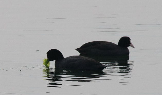 Liske u uvali Bregdetti