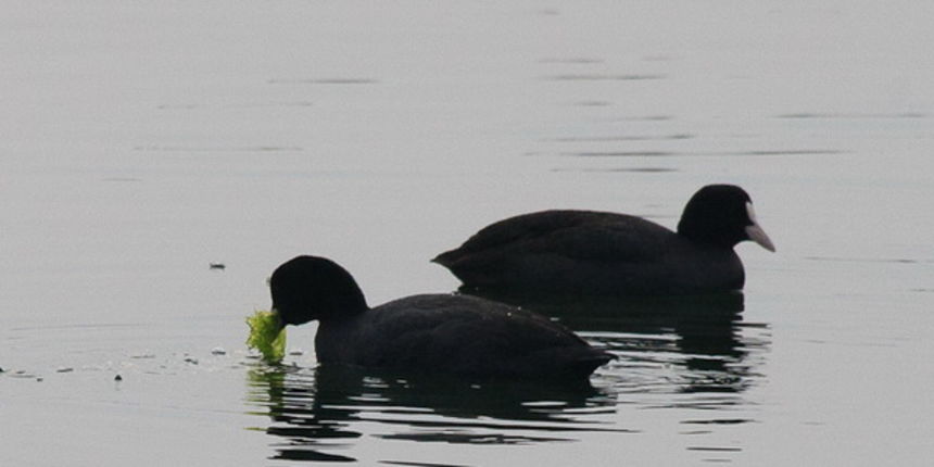 Liske u uvali Bregdetti Liske u uvali Bregdetti