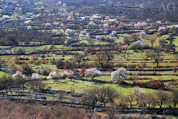 Rajski vrtovi su pozurili
