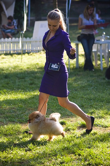 Međunarodna izložba pasa “CACIB ZADAR 2012” Međunarodna izložba pasa “CACIB ZADAR 2012”