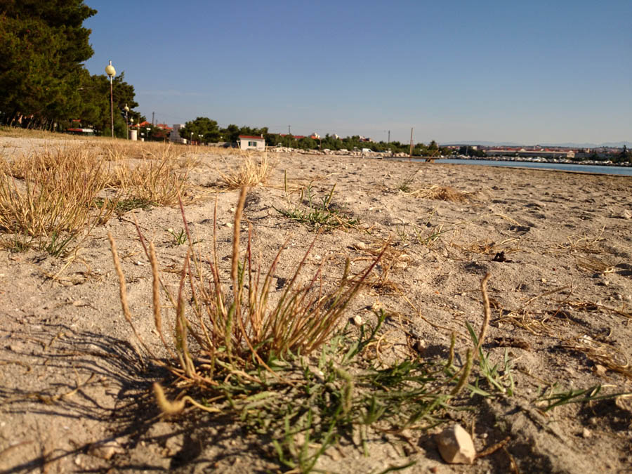 Jutarnji đir Puta Bajlom, foto: Iva Perinčić