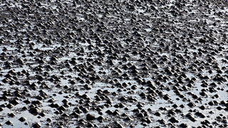 Zimska oseka u Sukošanu