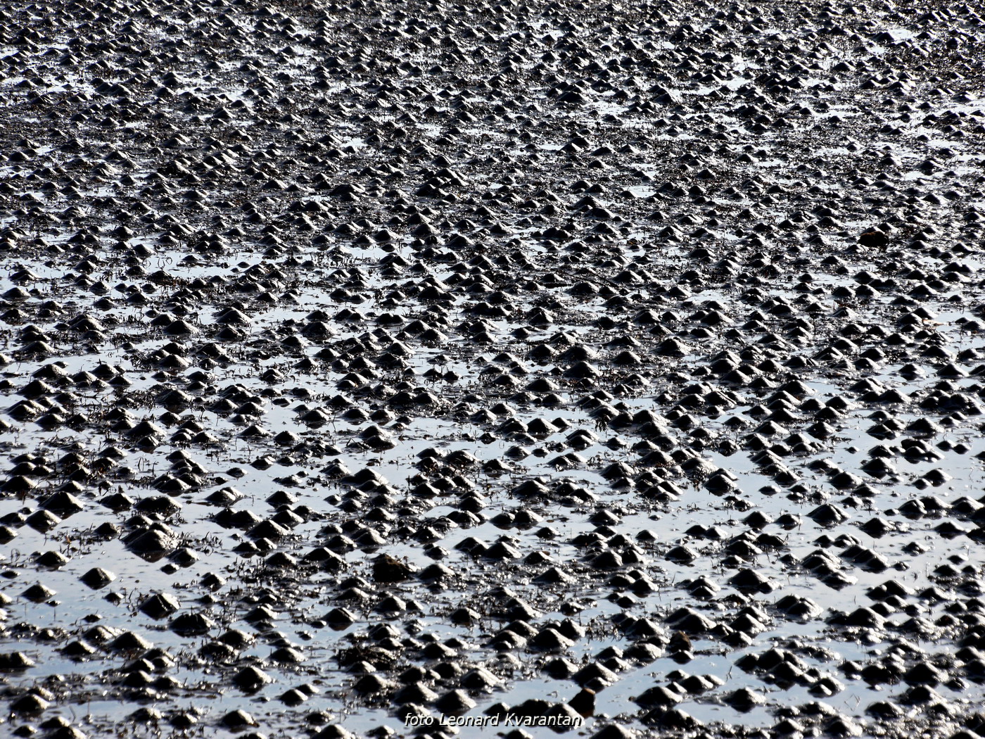 Zimska oseka u Sukošanu