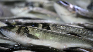 Image 1199883 (auto)