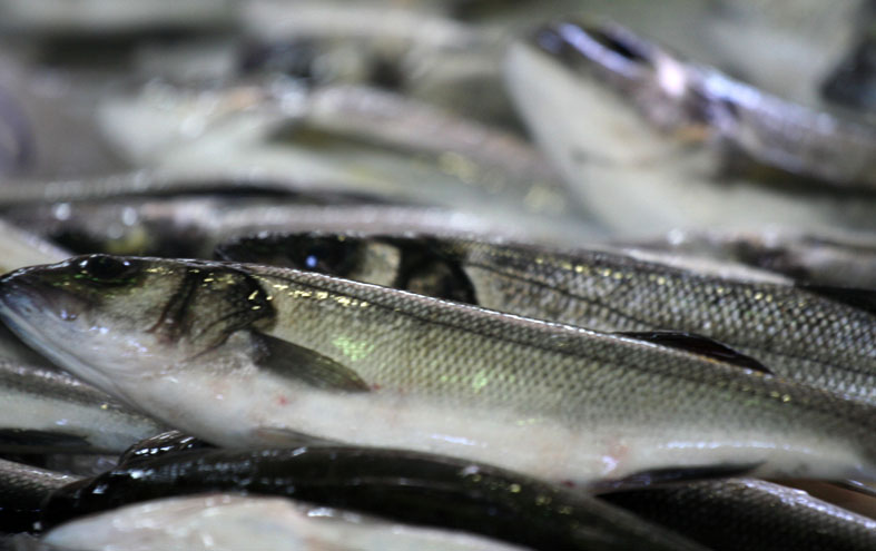 Image 1199883 (auto)