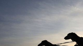 Izložba pasa Crufts 2009 u Birminghamu (Javno.hr)