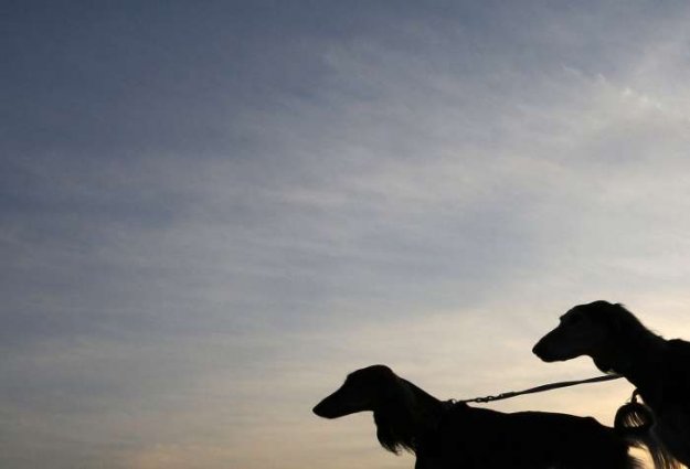 Izložba pasa Crufts 2009 u Birminghamu (Javno.hr)