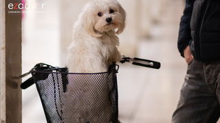 Đir po gradu, subotnja špica 19. siječnja 2019. Đir po gradu, subotnja špica 19. siječnja 2019.