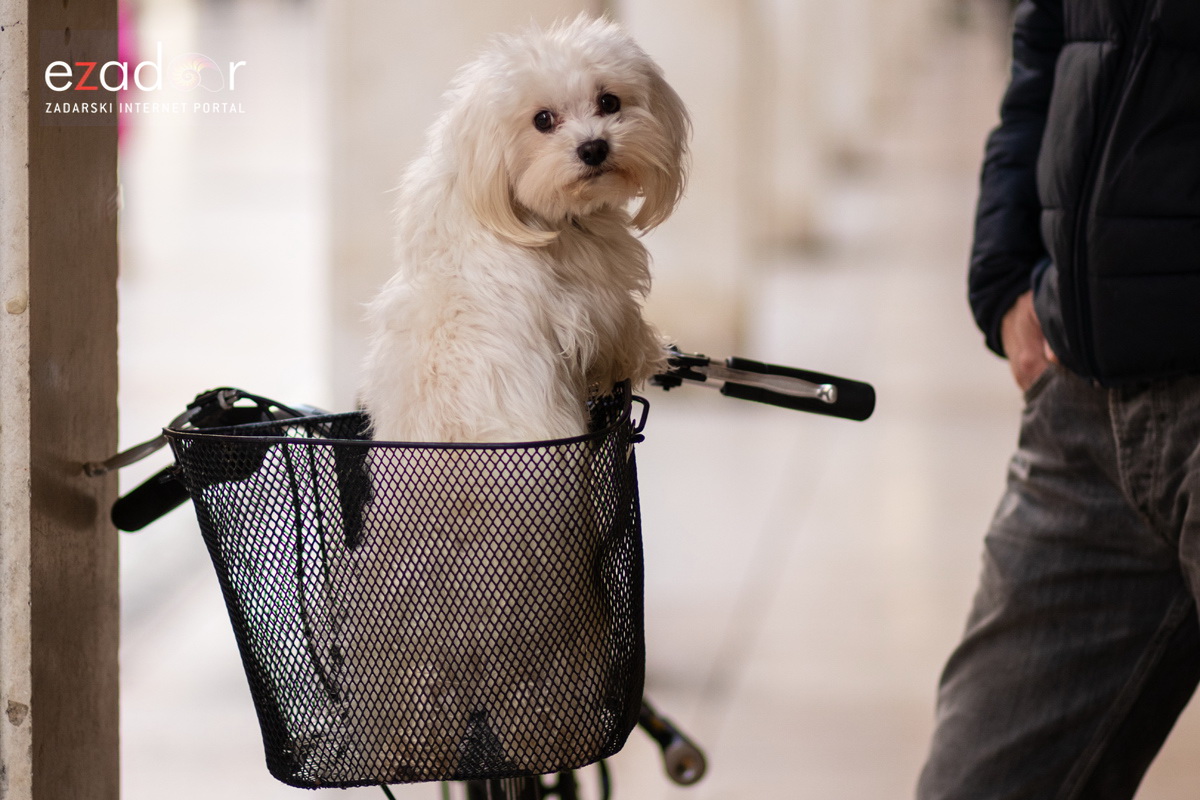 Đir po gradu, subotnja špica 19. siječnja 2019. Đir po gradu, subotnja špica 19. siječnja 2019.