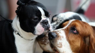 Zadar, 020513.  
Kamp na zadarskom predjelu Borik. 13. po redu medjunarodna izlozba pasa CACIB Zadar dog show 2013. 
Foto: Jure Miskovic / CROPIX
