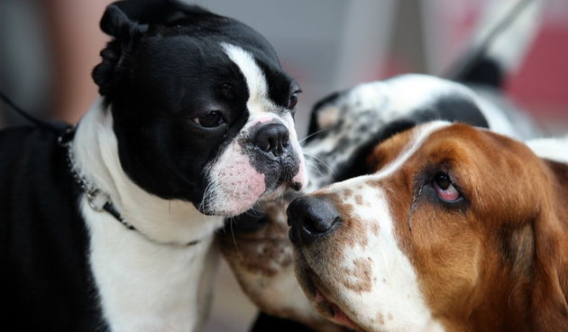 Zadar, 020513.  
Kamp na zadarskom predjelu Borik. 13. po redu medjunarodna izlozba pasa CACIB Zadar dog show 2013. 
Foto: Jure Miskovic / CROPIX