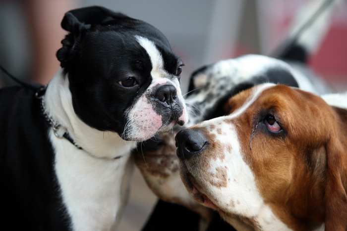 Zadar, 020513.  
Kamp na zadarskom predjelu Borik. 13. po redu medjunarodna izlozba pasa CACIB Zadar dog show 2013. 
Foto: Jure Miskovic / CROPIX