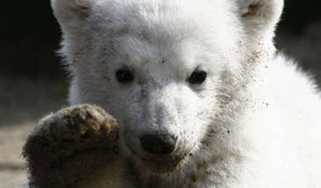 Medvjed Knut (Foto: Kurier.at)