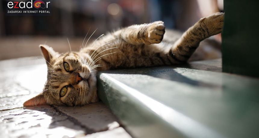 Đir po gradu, petak 30. listopada 2020.